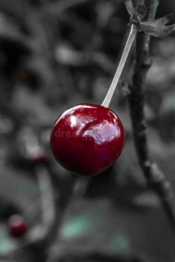 Cherry like a lollipop stock photography