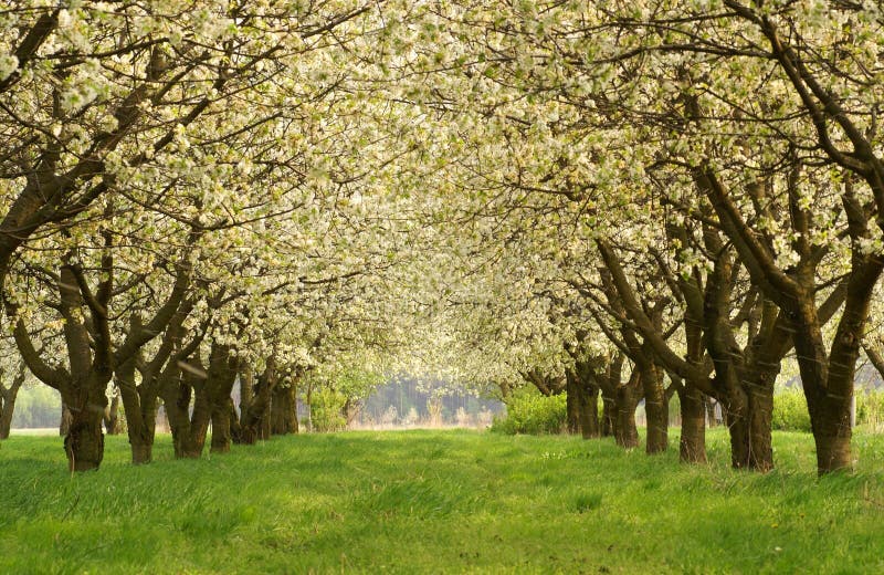 Cherry orchard stock photo. Image of fruit, trees, summer 21774378