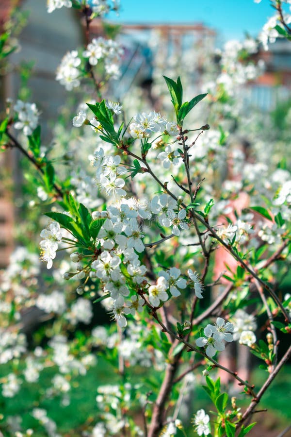 Cherry orchard blooms in spring royalty free stock photo Cherry orchard blooms in spring royalty free stock photo