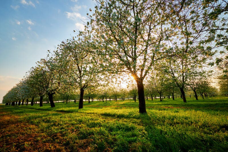 Cherry orchard at sunset, spring view of the blooming garden. stock images Cherry orchard at sunset, spring view of the blooming garden. stock images