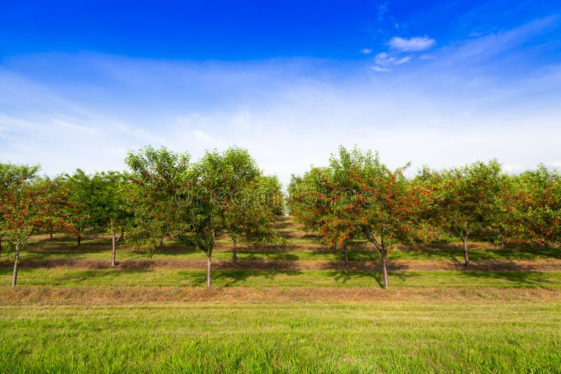 Apple orchard stock image. Image of growth, grower, fresh 3067847
