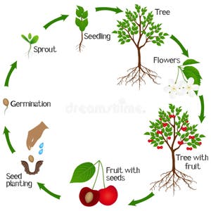 Cherry Plant Growth Cycle Isolated On White Background Stock Cherry Plant Growth Cycle Isolated On White Background Stock
