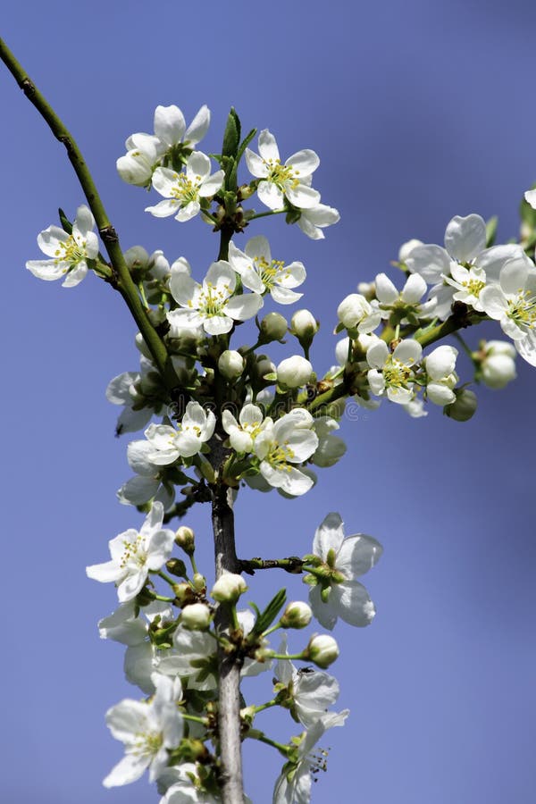 Cherry plum blossoms blooming in a spring garden against the backdrop of a bright blue sky, background, backdrop stock images Cherry plum blossoms blooming in a spring garden against the backdrop of a bright blue sky, background, backdrop stock images