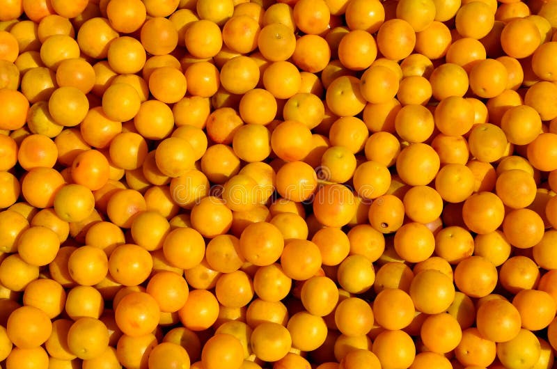 Cherryplum. stock photo. Image of bulk, plum, fruit 76490518