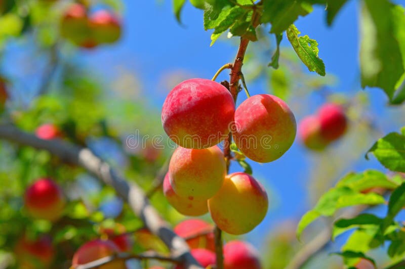 Fresh plums stock photo. Image of fresh, season, autumn 33140804