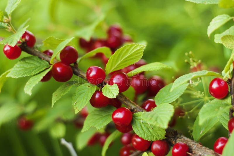 Cherry Prunus tomentosa with red berrys.