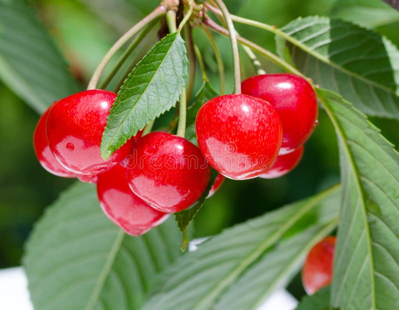 Cherry Red Berries on a Tree Branch, Closeup Stock Photo Image of