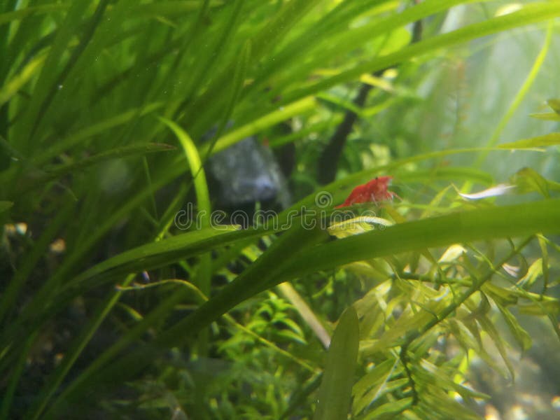Cherry Shrimp in Planted Aquarium Stock Photo Image of light, shrimp