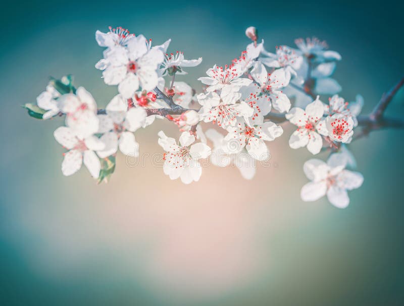 Cherry spring blossom, white flowers bloom with red stamens at turquoise