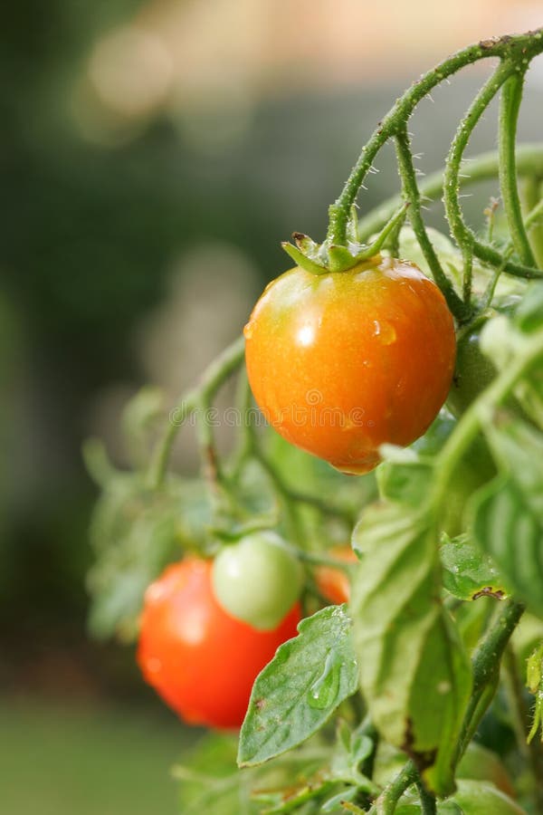 Cherry Tomato