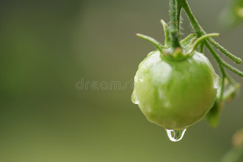 Cherry Tomato