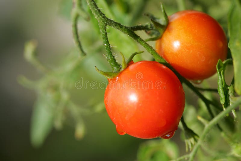 Cherry Tomato