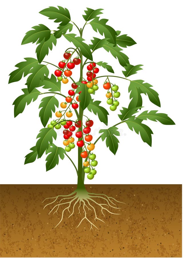 Tomato Plant Root Under Ground Stock Illustrations 5 Tomato Plant