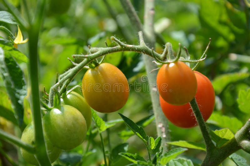 Cherry Tomatoes stockfotografie Cherry Tomatoes stockfotografie
