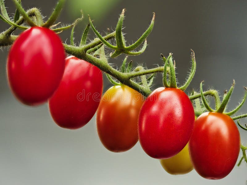 Cherry Tomatoes on a Branch Stock Photo Image of 2021, tomato 226574164