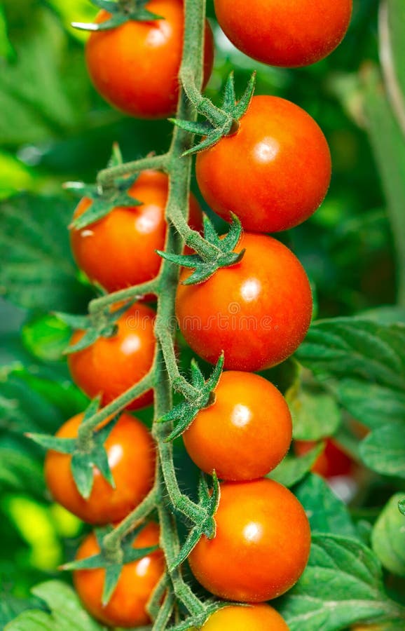 Cherry tomatoes in the garden