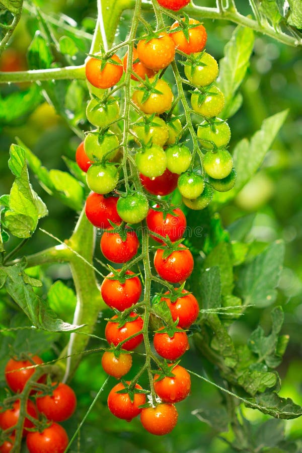 Cherry tomatoes in the garden