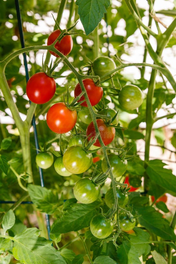 Cherry Tomatoes Growing on the Vine Stock Image Image of outdoors