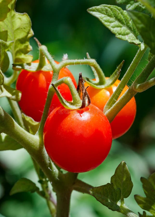 Cherry Tomatoes na videira imagens de stock royalty free Cherry Tomatoes na videira imagens de stock royalty free