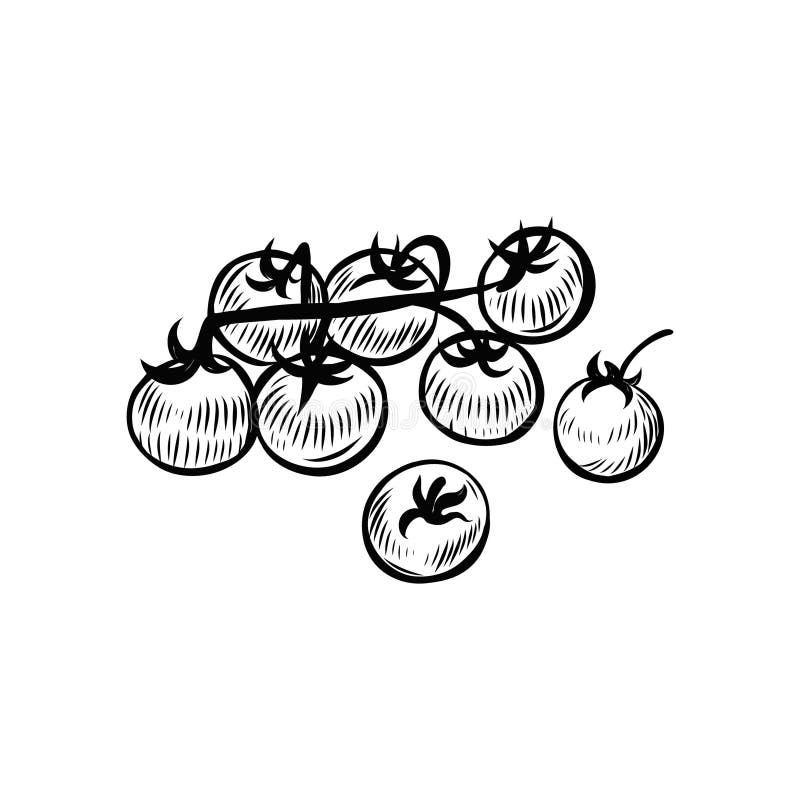 Cherry Tomatoes Vector Line Drawing Stock Vector Illustration of
