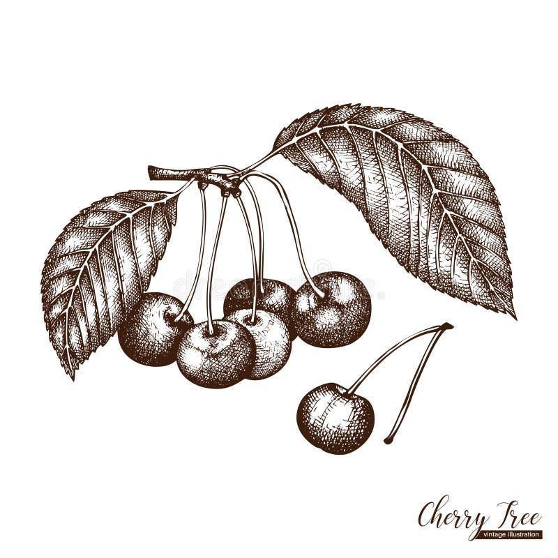 Cherry Fruit Tree Sketch Stock Illustrations 1,187 Cherry Fruit Tree