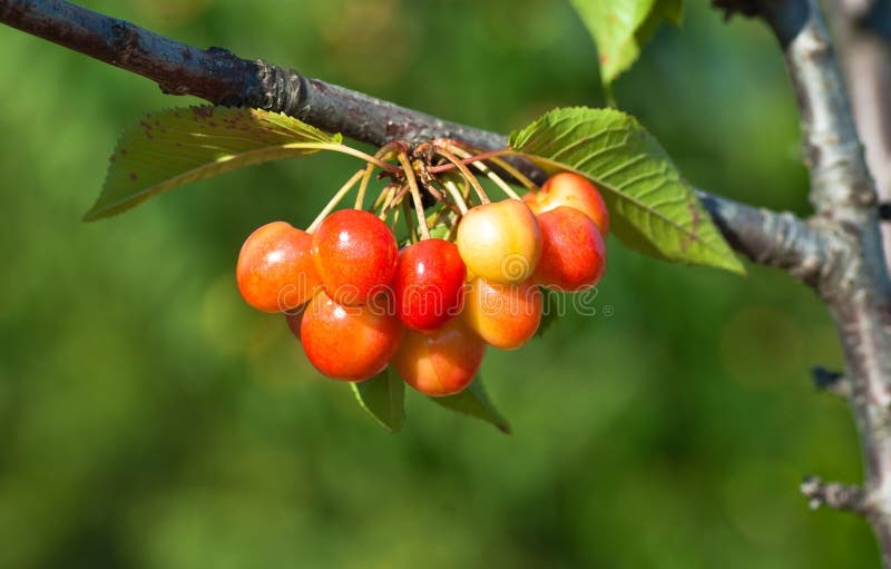 Cherry tree stock image. Image of berry, agriculture 25784555