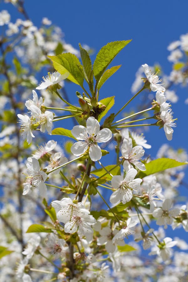 Cherry tree stock image. Image of white, beautiful, spring 5139791