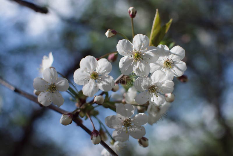 Cherry Tree stockbild Cherry Tree stockbild