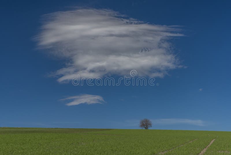 Cherry tree alone in green fresh spring field with light blue sky