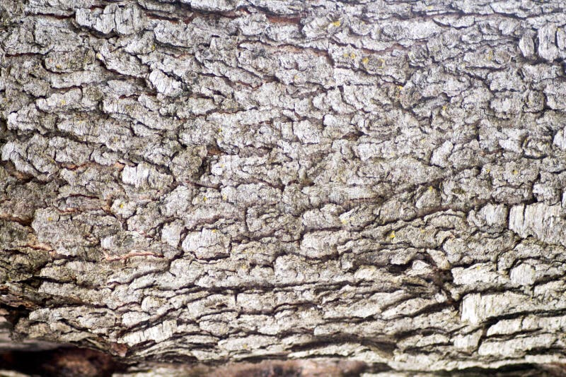 Is Cherry Tree Bark Toxic To Dogs