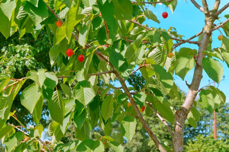 Cherry Tree with Berries, Red Berry Cherry on the Tree Stock Photo