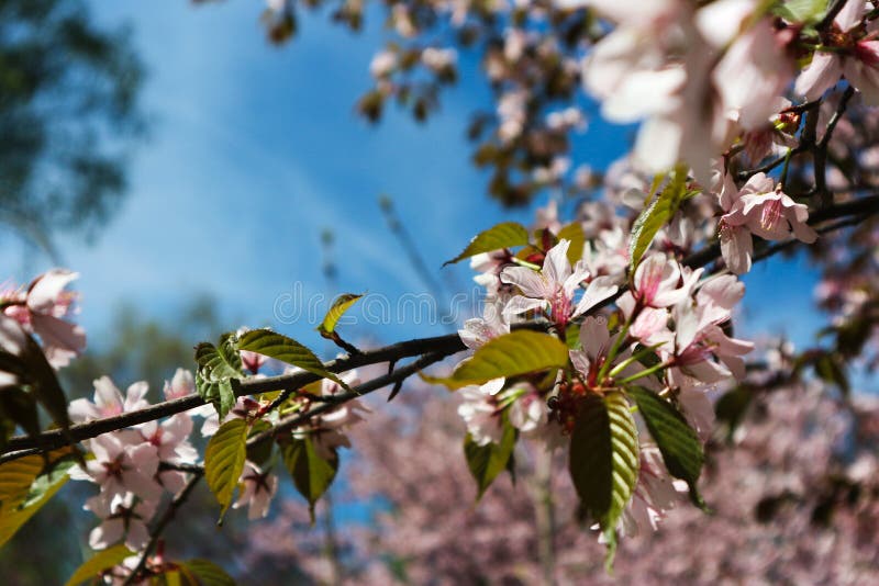 Cherry Tree Blooms In A Park Stock Image - Image of blooms, russia ...