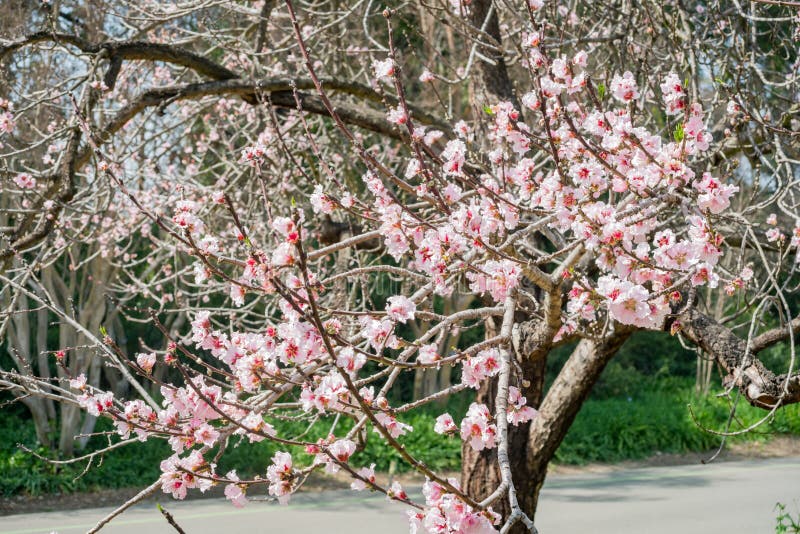 Cherry Tree Blossom imagen de archivo libre de regalías Cherry Tree Blossom imagen de archivo libre de regalías