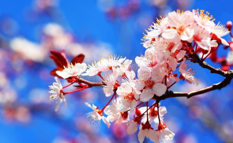 Flowering Peach Trees stock image. Image of flowers, peach - 39740757