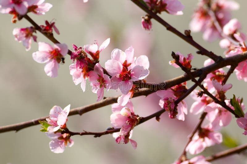 Cherry stromy kvetou na jaře.