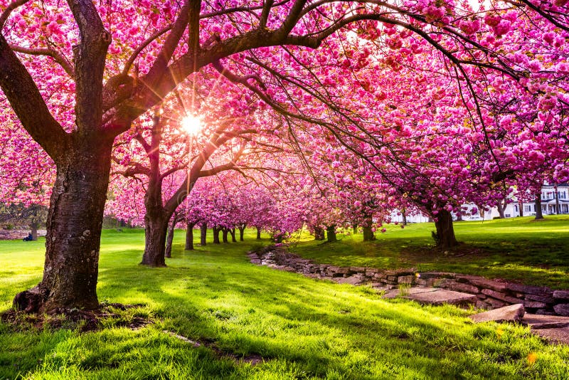 Cherry Tree Blossom photographie stock libre de droits