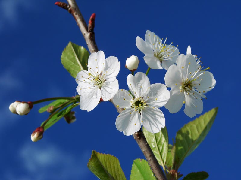 Cherry tree blossom