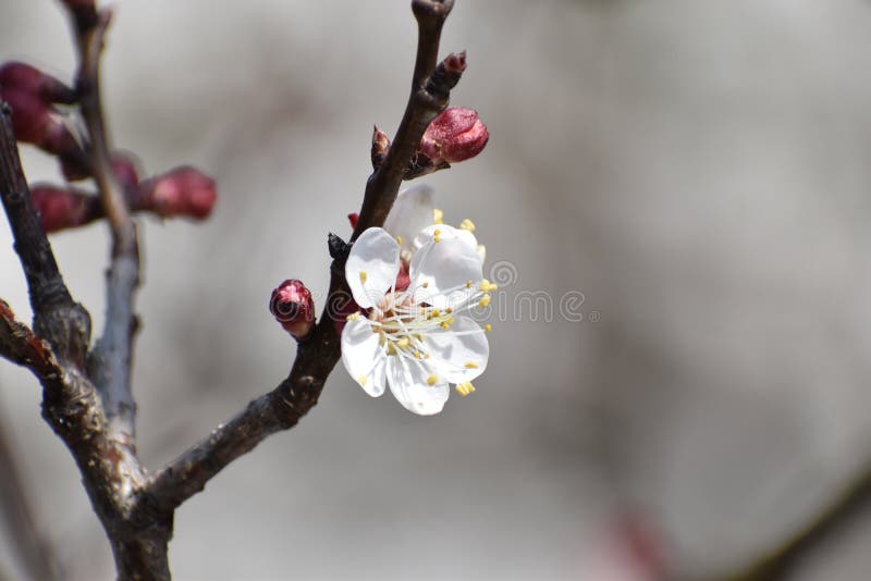 Cherry tree blossom flower - blooming cherry tree stock image Cherry tree blossom flower - blooming cherry tree stock image
