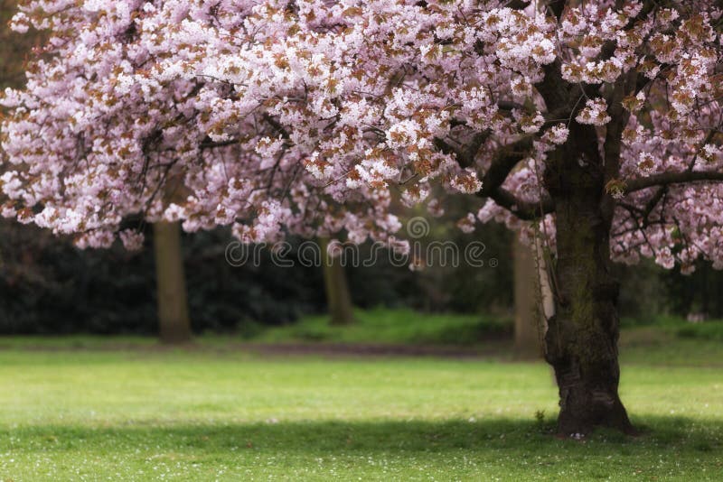 Cherry tree blossom