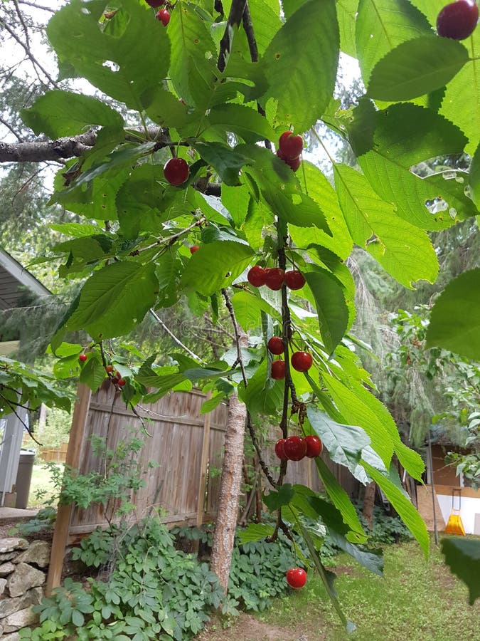 Cherry Tree Branch stock photo. Image of backyard, cherrie 152584902