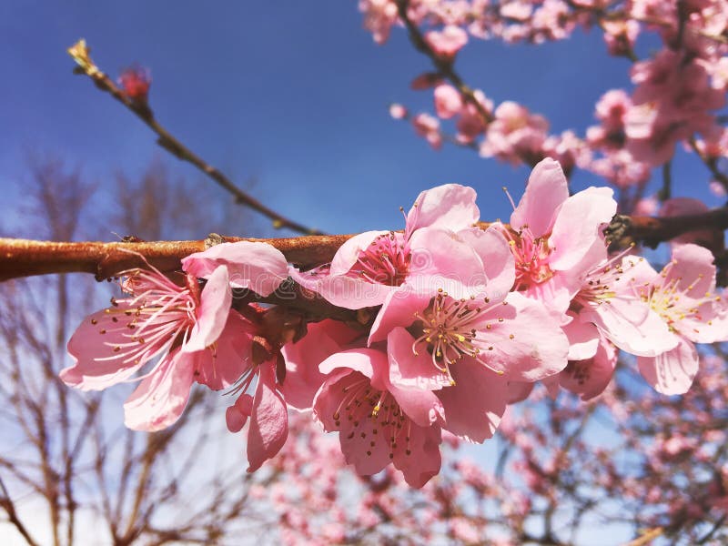 Cherry Tree Branch Bud Bud In Bloom Background As A Beautiful Spring