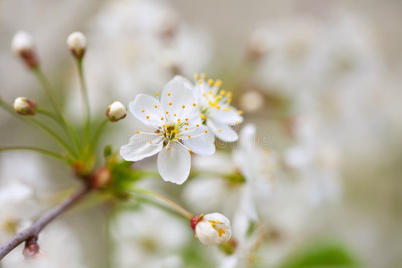 Cherry tree branch with copyspace stock photo