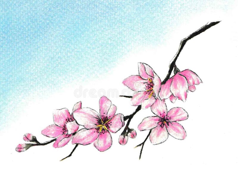 Cherry Tree Branch Drawing Stock Illustrations 5 845 Cherry Tree Branch Drawing Stock Illustrations Vectors Clipart Dreamstime