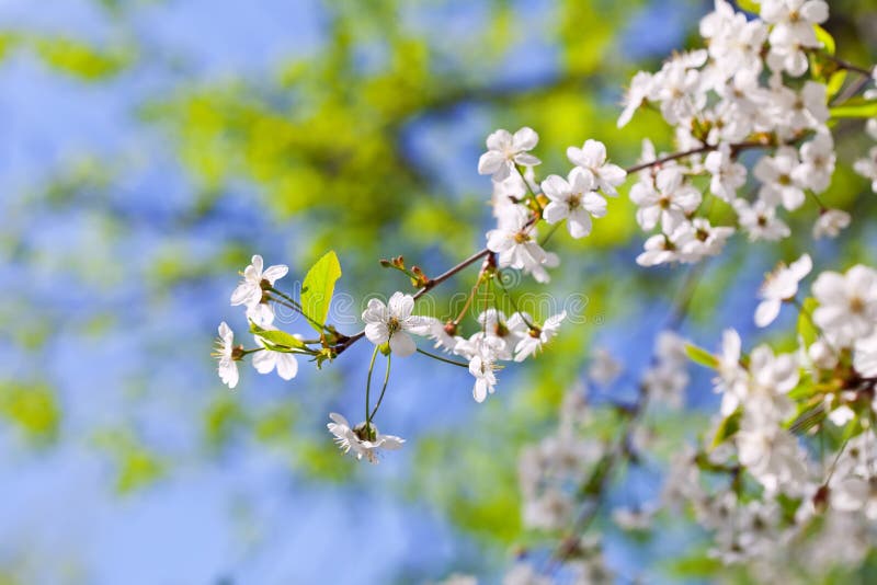 Cherry tree branch with flowers royalty free stock images