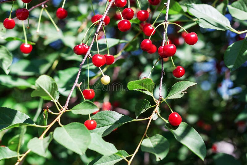 Cherry Tree Branch. Ripe Red Berries of Fruit Tree Stock Photo Image