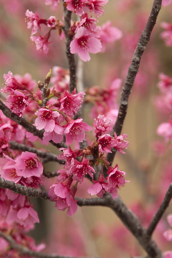 Cherry Tree Branches and Blooms Stock Photo Image of land, leaves