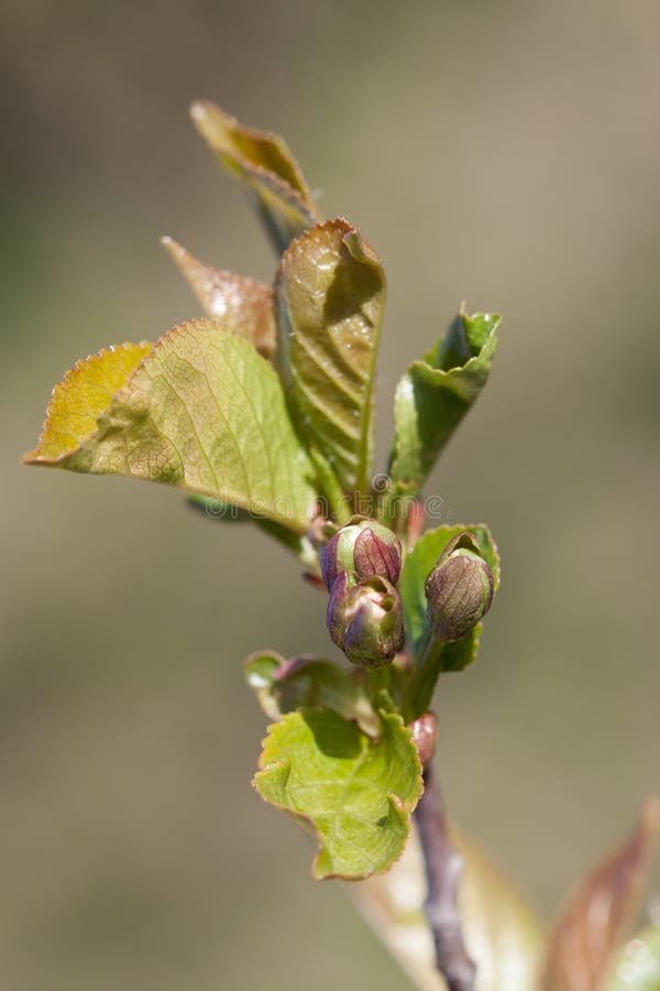 Cherry Tree Flower Buds stock image. Image of color - 105877963