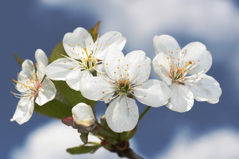 Cherry tree flower and sky stock photography