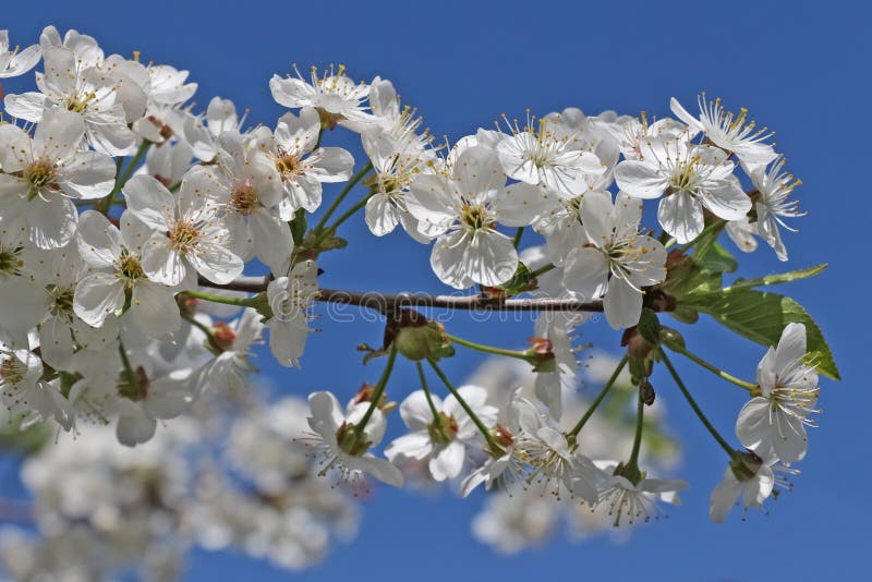 Cherry tree flower and sky stock photo