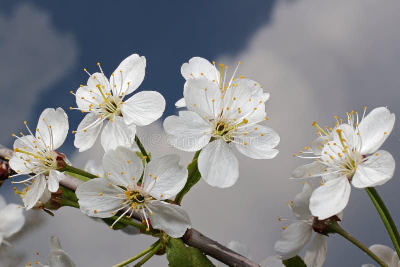 Cherry tree flower and sky royalty free stock photography